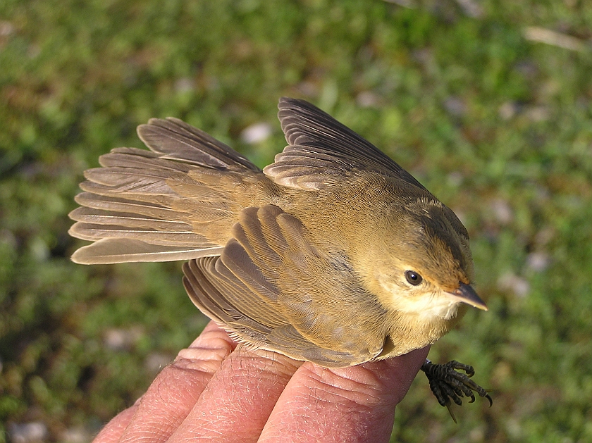 Marsh Warbler, Sundre 20050729